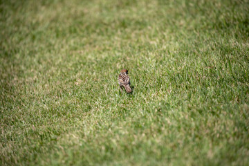 Sparrow in the park