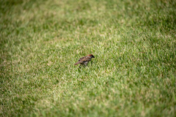 Sparrow in the park