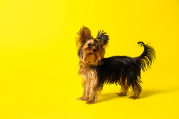 Adorable Yorkshire terrier on yellow background. Cute dog