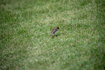 Sparrow in the park
