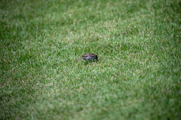 Sparrow in the park