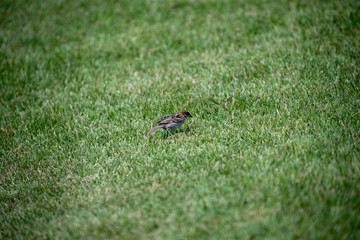 Sparrow in the park