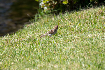 Sparrow in the park