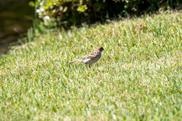 Sparrow in the park