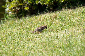 Sparrow in the park