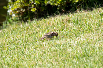 Fototapeta premium Sparrow in the park