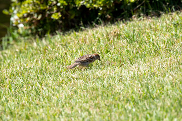 Sparrow in the park