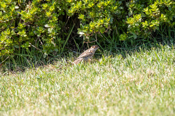 Sparrow in the park