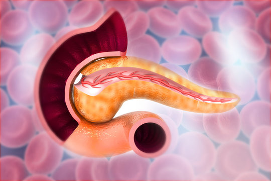Cross Section Of Pancreas on bloodcells background. 3d render.