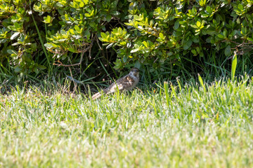 Sparrow in the park
