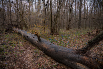 Obraz premium Spring