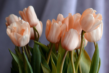 Bouquet of beautiful soft pink tulips lit with daylight in cloudy weather