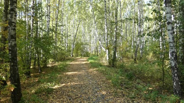 Wide way in the forest. Birch trees at  sides. Sunny autumn day, lot of yellow foliage among grass. Natural background.