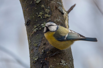 Fototapeta premium Spring