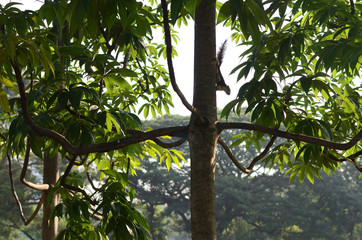 Wachirabenchatat Public Park Bangkok Thailand