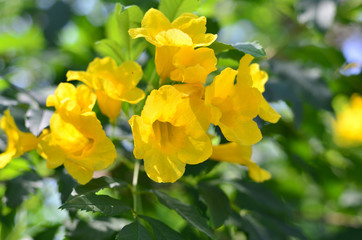 Blooming Yellow Bell, Yellow Elder, Trumpet Vine at Wachirabenchatat Public Park Bangkok Thailand
