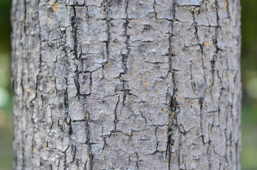 Wachirabenchatat Public Park Bangkok Thailand