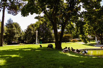 peacock and ducks on grass in park