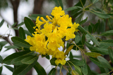 Blooming Yellow Bell, Yellow Elder, Trumpet Vine at Wachirabenchatat Public Park Bangkok Thailand