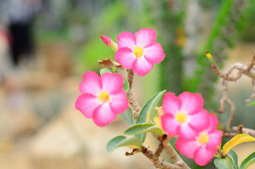 Obraz premium Wachirabenchatat Public Park Bangkok Thailand