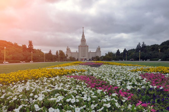 Moscow Russia, summer tulip flowers at Lomonosov Moscow State University