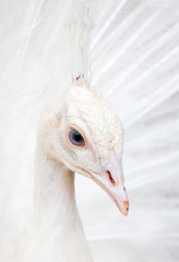 Portrait of a white peacock in the park