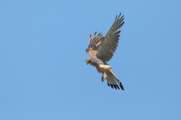 faucons crécerelles