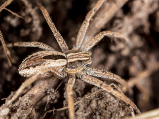 Portrait of a spider in the ground