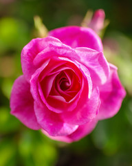 Beautiful pink rose grows in the park