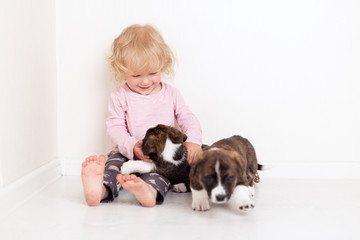 Portrait of a happy curly cute Caucasian little girl at home with a welsh corgi cardigan puppy playing on the floor in the room