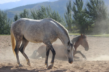 horses take sand baths, horses bathe and bask in the sand,
