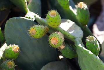 Fruits on a cactus in nature