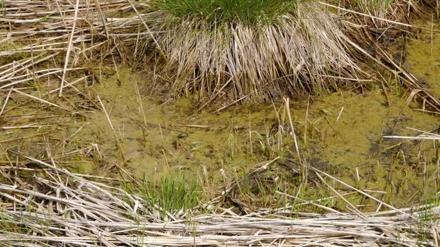 Detail of a moor grass in Seefeld