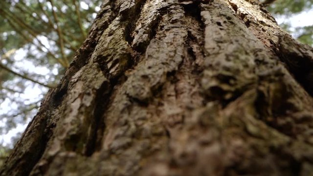 Close up of a bark in Seefeld.