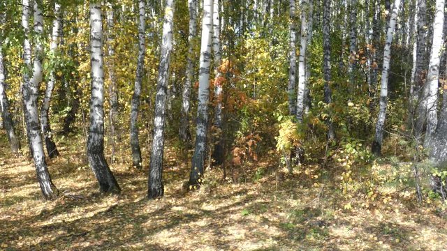 Birch trees in autumn forest. Lot of yellow and green leaves moving on the wind. Natural background. Sunny day.