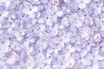 Zelfklevend Fotobehang Realistic lilac flower bed backdrop. Floral top view. Bunch of violet, purple flowers. © Mirror Flow