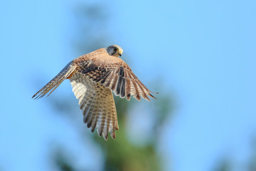 faucon crécerelle
