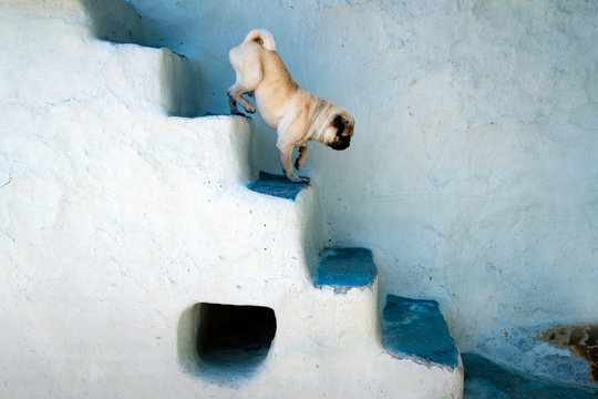 Pug dog walking down the stairs at Bhagsunag, Himachal Pradesh, India
