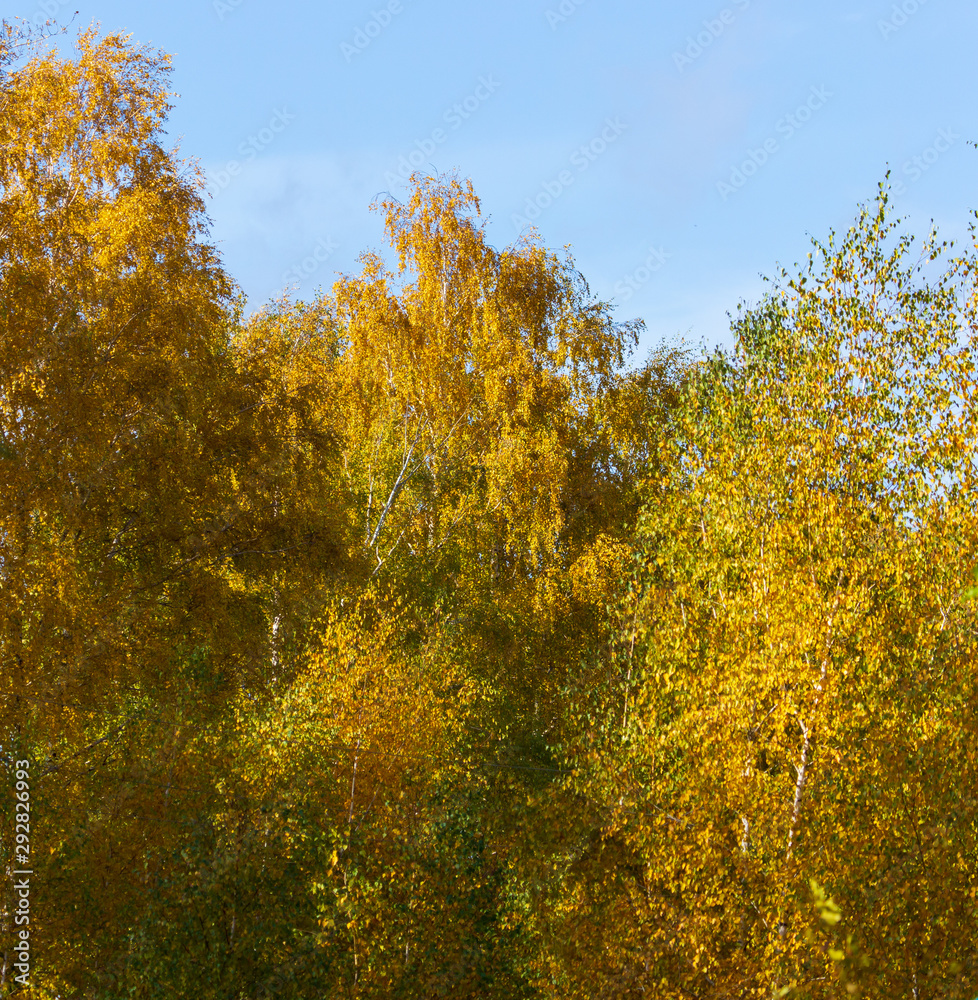 Wall mural yellow leaves on a tree in the fall