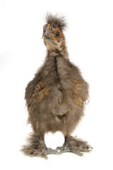Chinese Silkie Baby Chicken Isolated on White Background