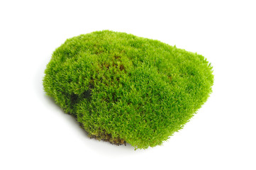 Green Moss Isolated on White Background