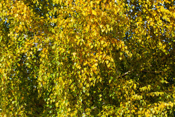 Yellow leaves on a tree in the fall