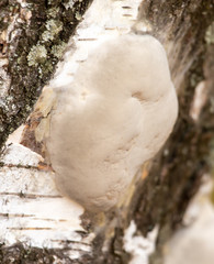 The mushroom grows on the birch bark