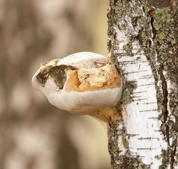 The mushroom grows on the birch bark