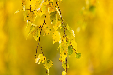 Yellow leaves on a tree in the fall