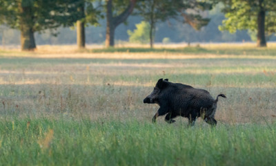 Boar running away from hunters