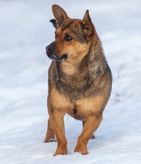 Portrait of a dog on the road in winter