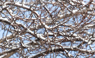 Tree branches are covered with snow in the winter