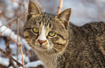 Portrait of a homeless cat on a tree in winter