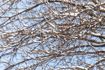 Tree branches are covered with snow in the winter